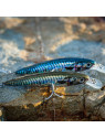 AKAMI REAL MINNOW AKAMI REAL MINNOW