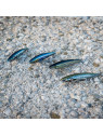 AKAMI REAL MINNOW AKAMI REAL MINNOW