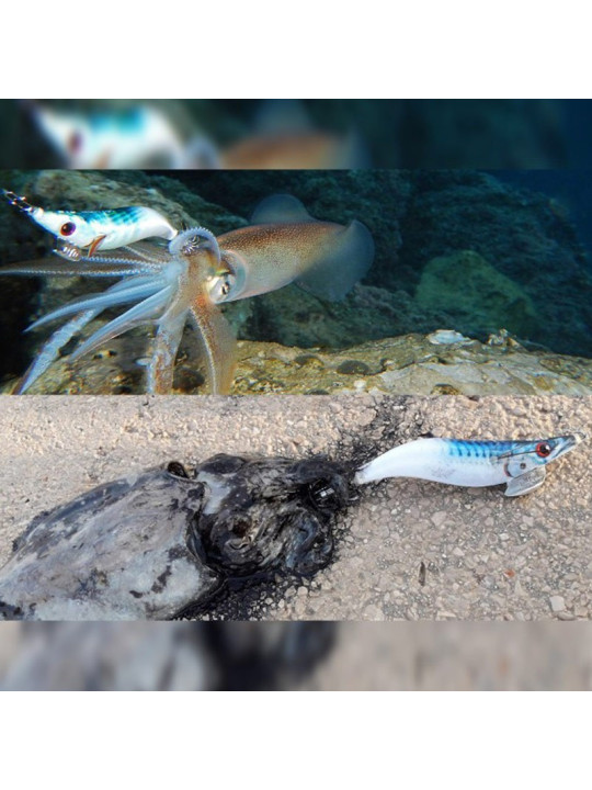 DTD WEAK FISH EGI DTD WEAK FISH EGI
