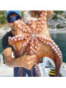 AKAMI OCTO EGI AKAMI OCTO EGI